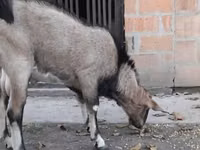 Cabro, Nubian Goat — foto 1