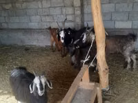 Cabra, Alpine goat — foto 2