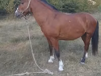 Horse (M), Karabakh horse — photo 2