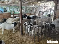 Ram, Dorper sheep — photo 2