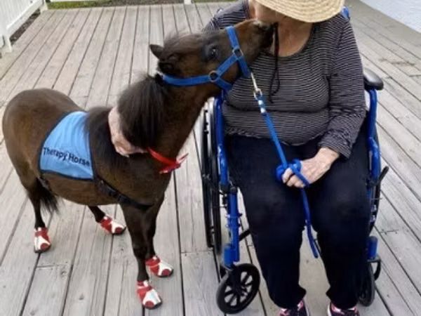 حصان, Miniature horse