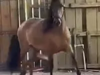 Stute, Paso Fino — Foto 1