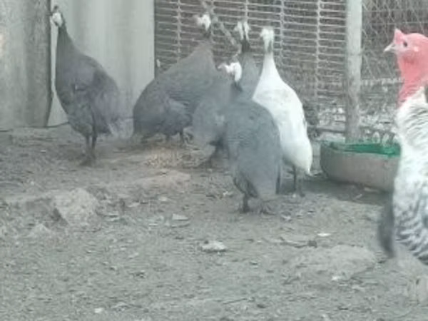 Цесарки