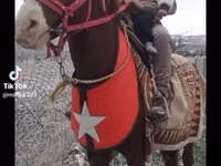 घोड़े (लॉट, लिंग निर्दिष्ट नहीं), Mustang — फ़ोटो 3