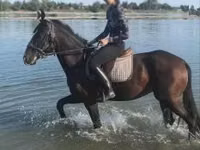 घोड़ा, Lipizzaner — फ़ोटो 2