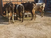 Kuh, Holstein-Rasse — Foto 2