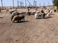 Oveja, Edilbay sheep — foto 8