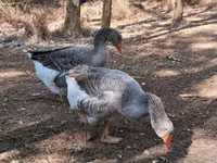 Geese — الصورة 1