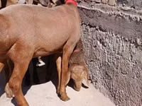 Schaf, Edilbay sheep — Foto 2