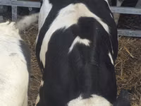 Toro, Russian Black pied cattle — foto 5