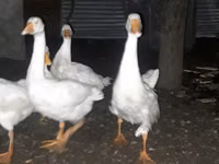 Geese — Foto 3