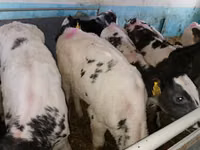 Cattle (batch, sex not specified), Simmental cattle — photo 4