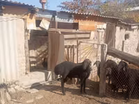 Widder, Ordabasy sheep — Foto 1
