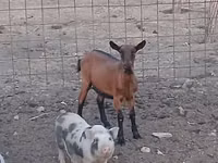 Ziege, Alpine goat — Foto 2