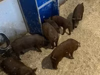 Cerdos (lote, sexo no especificado) — foto 3