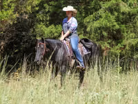 Yegua, Quarter Horse — foto 8