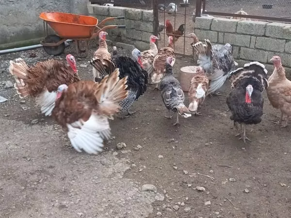 Индейки