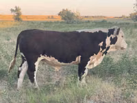 Bulle, Kasachische Weißkopfkuh — Foto 3