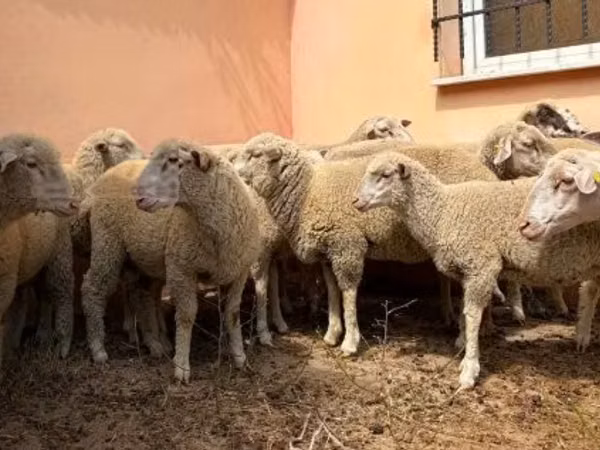 Carnero, Ile-de-France sheep