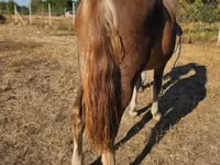 Yegua, Caballos — foto 1