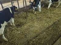 Bulle, Holstein-Rasse — Foto 3