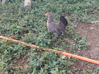 Chickens — Foto 6