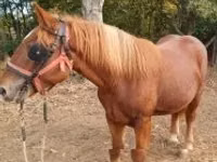 Caballo, Caballos — foto 4