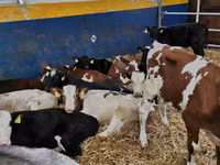 Bulle, Simmental cattle — Foto 1