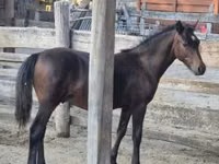 Horse (M), Welsh Cob — photo 7
