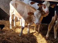 Rinder (Partie, Geschlecht nicht angegeben), Simmental cattle — Foto 3