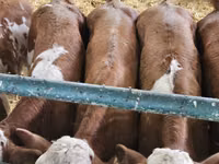Bull, Simmental cattle — photo 8