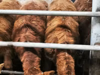 牛只（批次，未指定性别）, Simmental cattle — 照片 5