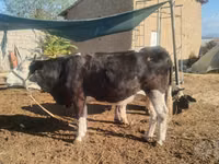 Kuh, Russian Black pied cattle — Foto 1