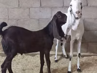 Ziege, Kamori goats — Foto 3