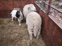تيس, الماعز — الصورة 3