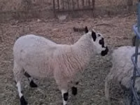 Widder, Cerry Hill sheep — Foto 7
