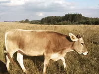 गाय, कल्मिक नस्ल — फ़ोटो 8