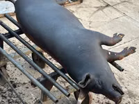 Eber, Schweine — Foto 1