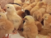 Geese — Foto 4