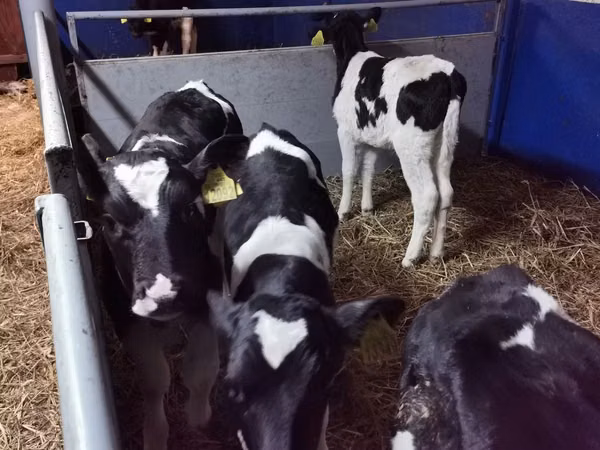 Toro, Russian Black pied cattle