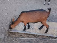 Ziege, Alpine goat — Foto 4