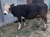 गाय, Russian Black pied cattle — फ़ोटो 1