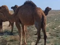 ناقة, Nar-Maya camel — الصورة 1