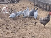 Guinea fowl — الصورة 1