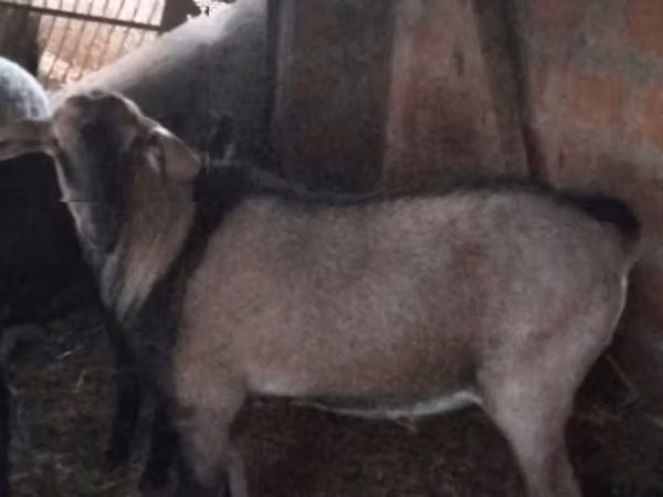 تيس, Nubian Goat