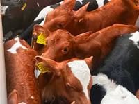 Bovinos (lote, sexo no especificado), Russian Black pied cattle — foto 3