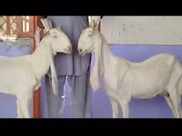 عنزة, Gulabi goats — الصورة 5