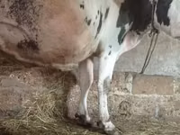 मवेशी (लॉट, लिंग निर्दिष्ट नहीं), Russian Black pied cattle — फ़ोटो 1