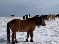 घोड़ा, Mugalzhar horse — फ़ोटो 8