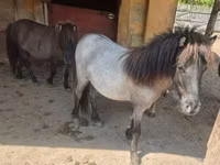 Mare, Shetland Pony — photo 2